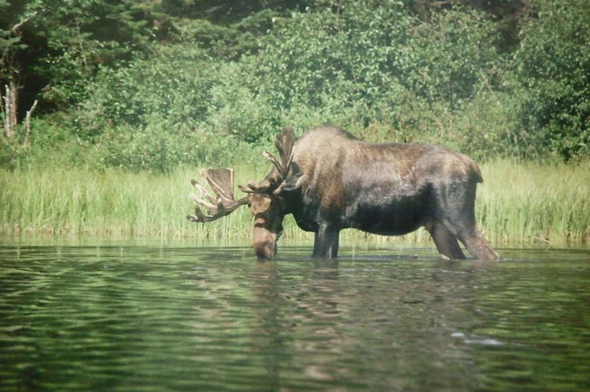 Elch im Wasser