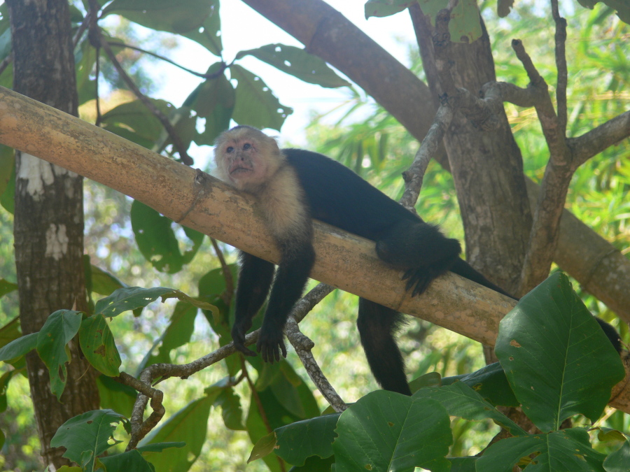 Affe
