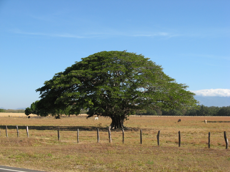 Guanacastebaum