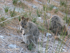 Quokka