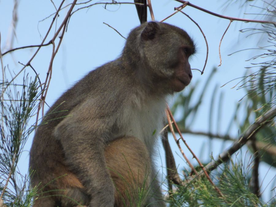 Affe