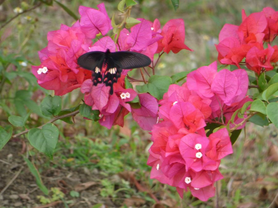 Schmetterling