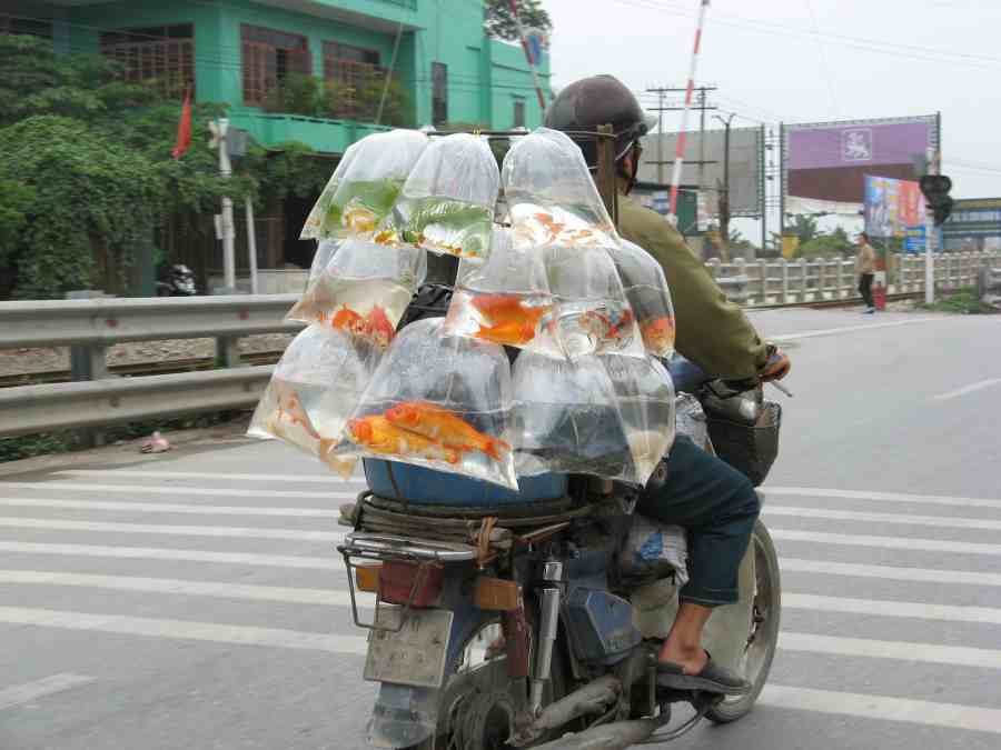 Fischtransport