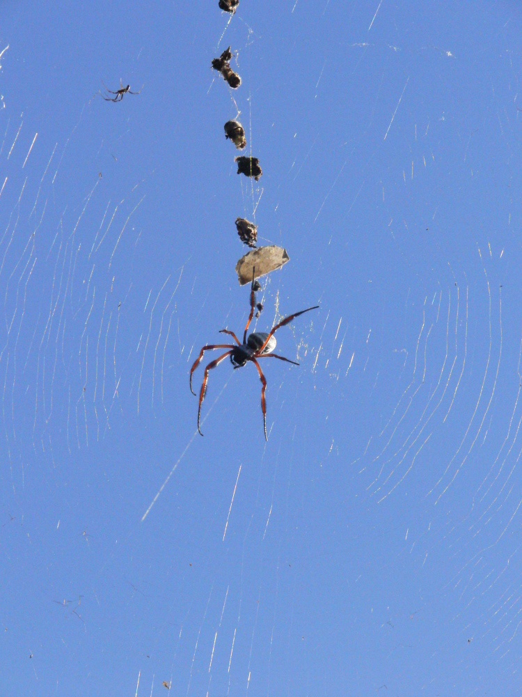 Spider