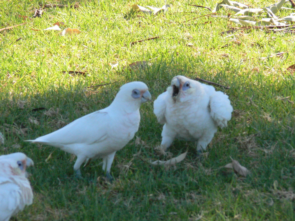 Little Corella