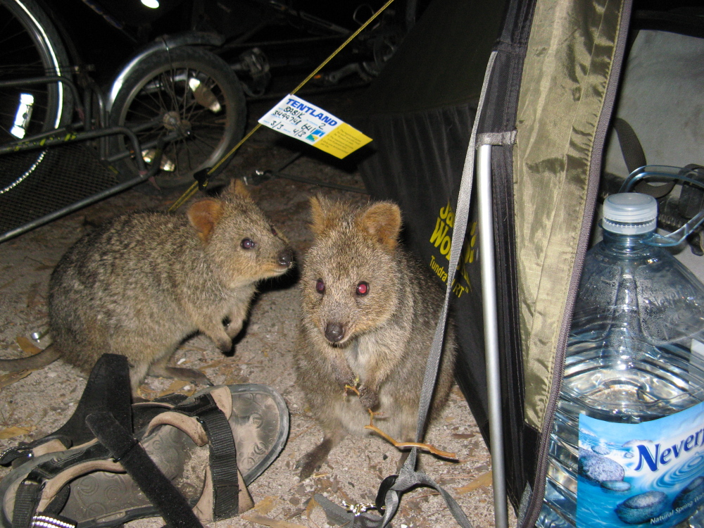 Quokka 1