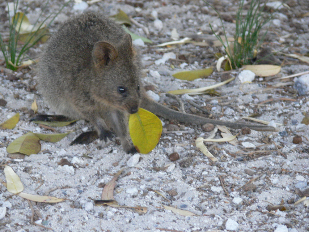 Quokka 2